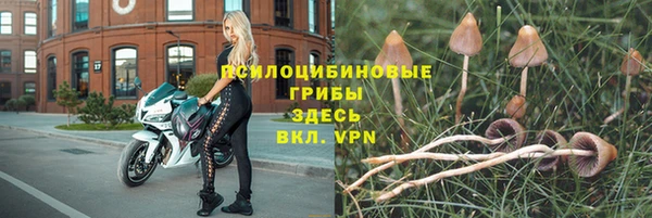 СК Сафоново