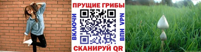 Псилоцибиновые грибы GOLDEN TEACHER  продажа наркотиков  Саянск 
